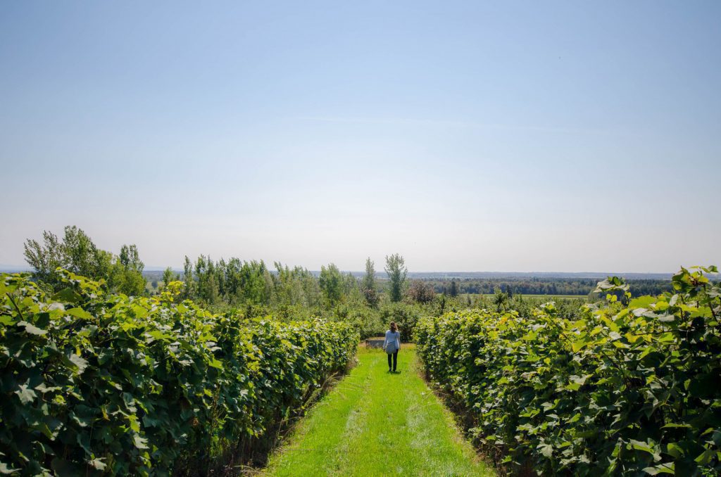 Promenade parmi les vignes et vue sur le paysage au Coteau St-Paul, verger, vignoble et cidrerie
