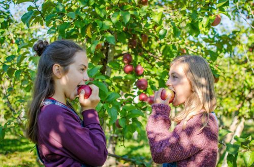 Deux fillettes qui croquent dans une pomme lors d'une sortie d'autocueillette,  Crédit photo Noémi Laganière