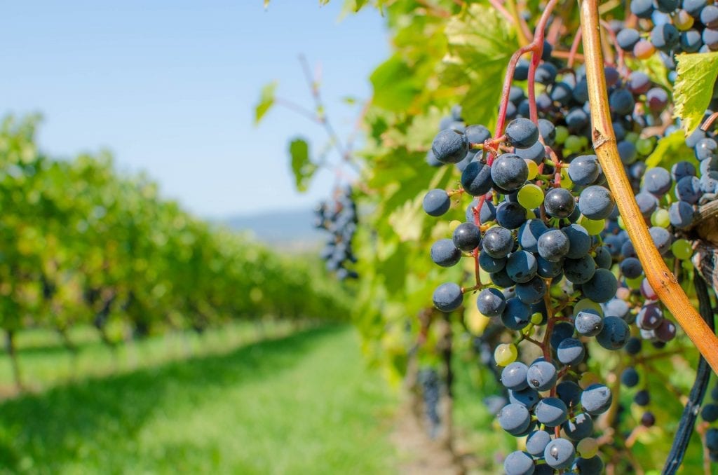 Raisins sur la vigne au Vignoble Les petits Cailloux, Tourisme au Coeur de la Montérégie, crédit photo Noémi Laganière
