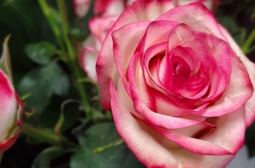 fleurs roses Déco Lily Rose